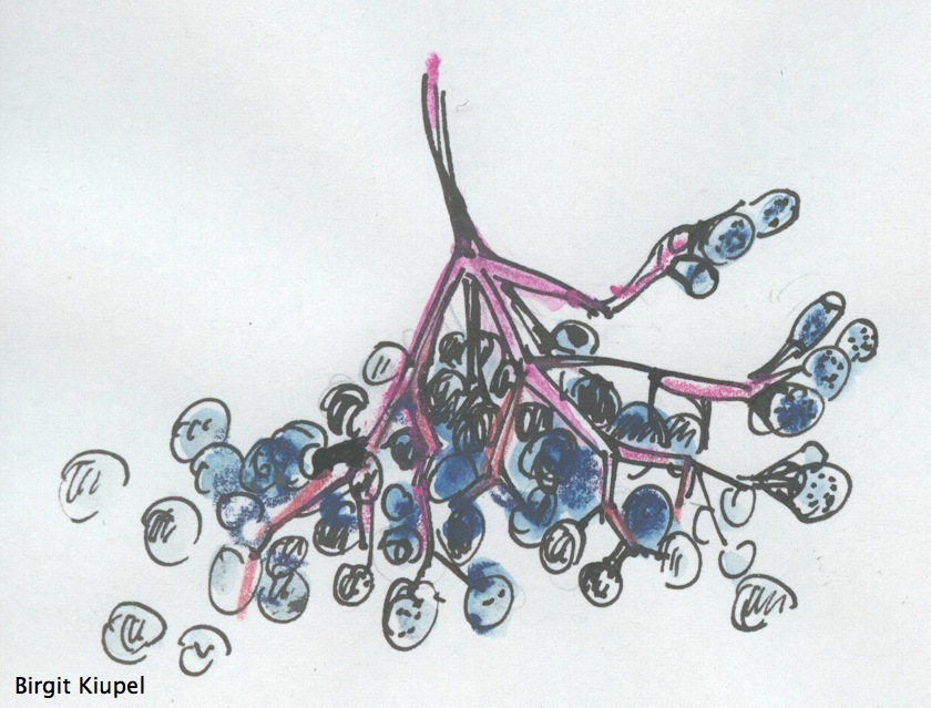 Holunderbeeren-bunt_wasserzeichen